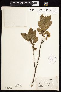 Image Associated With the Occurrence