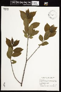 Rhamnus alnifolia image