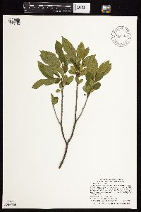 Rhamnus alnifolia image