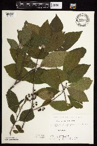 Image Associated With the Occurrence