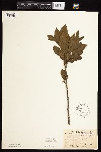 Rhamnus alnifolia image