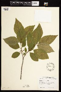 Image Associated With the Occurrence