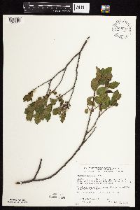 Rhamnus alnifolia image
