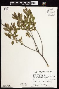 Image Associated With the Occurrence