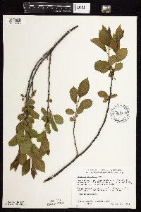 Rhamnus alnifolia image