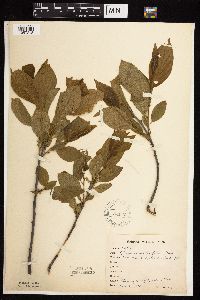 Image Associated With the Occurrence