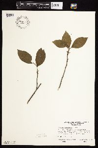 Rhamnus alnifolia image