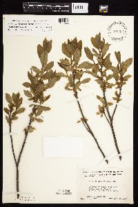 Rhamnus alnifolia image