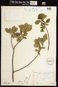 Rhamnus alnifolia image