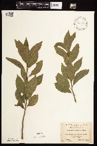 Image Associated With the Occurrence