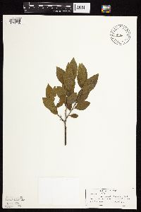 Image Associated With the Occurrence