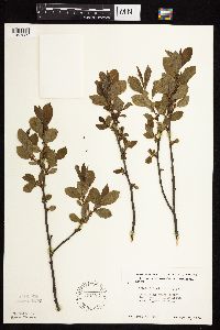 Image Associated With the Occurrence