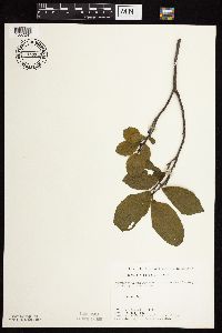 Rhamnus alnifolia image