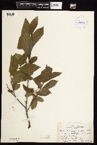Rhamnus alnifolia image