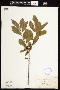 Rhamnus alnifolia image