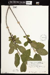 Image Associated With the Occurrence