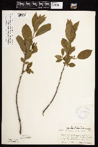 Image Associated With the Occurrence