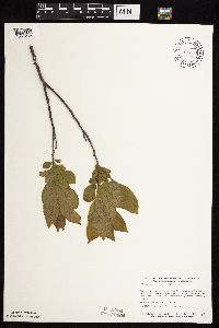 Rhamnus alnifolia image