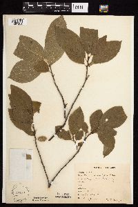 Image Associated With the Occurrence