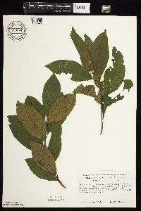 Rhamnus alnifolia image