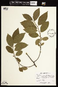 Rhamnus alnifolia image