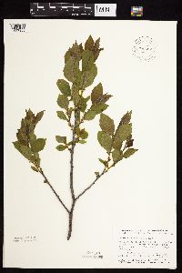 Rhamnus alnifolia image