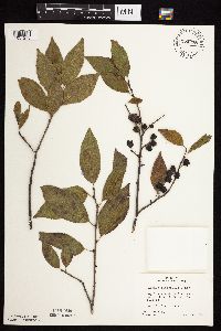 Rhamnus alnifolia image