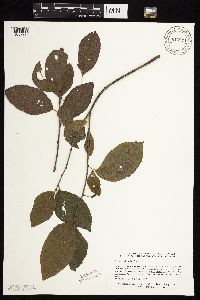 Rhamnus alnifolia image