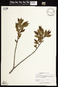 Rhamnus alnifolia image