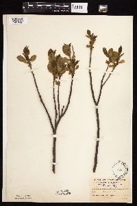 Image Associated With the Occurrence