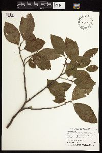 Image Associated With the Occurrence