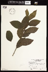 Rhamnus alnifolia image