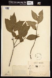 Image Associated With the Occurrence