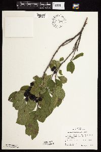 Rhamnus alnifolia image