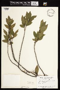 Rhamnus alnifolia image