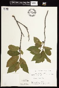 Image Associated With the Occurrence