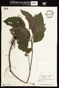 Rhamnus alnifolia image