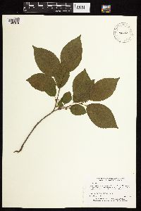 Rhamnus alnifolia image