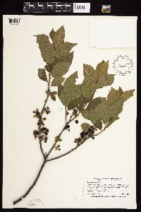 Image Associated With the Occurrence