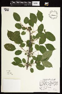 Image Associated With the Occurrence