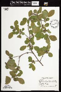 Image Associated With the Occurrence