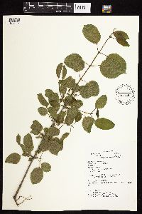 Image Associated With the Occurrence