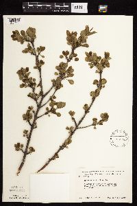 Rhamnus cathartica image