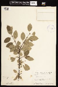 Rhamnus cathartica image