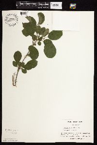 Image Associated With the Occurrence