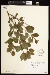 Image Associated With the Occurrence