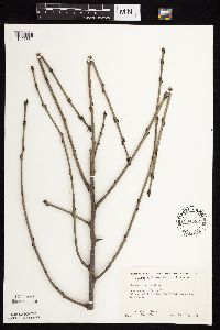 Rhamnus cathartica image