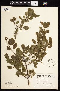 Image Associated With the Occurrence