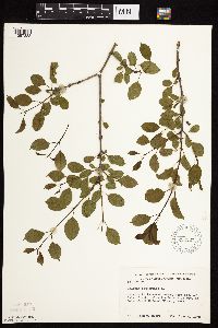 Image Associated With the Occurrence