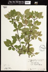 Image Associated With the Occurrence